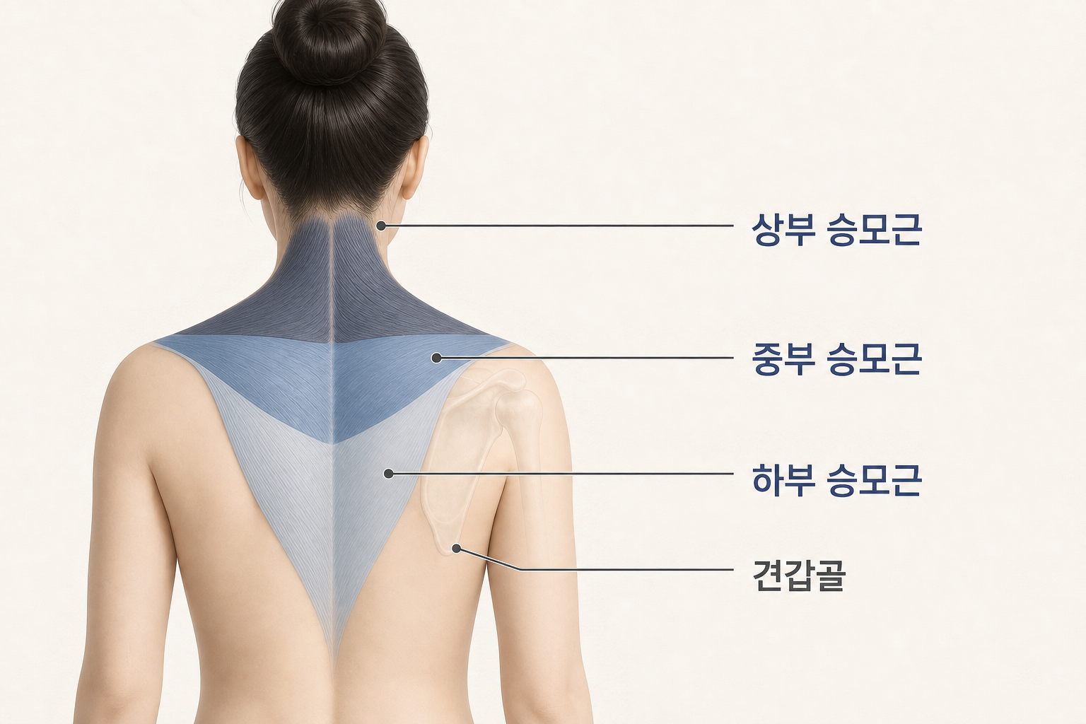 상부, 중부, 하부 승모근과 견갑골 위치